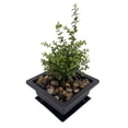 thumbnail image 1 of Mini Japanese Golden Privet Bonsai Tree in Square Bonsai Pot with Saucer, 1 of 4
