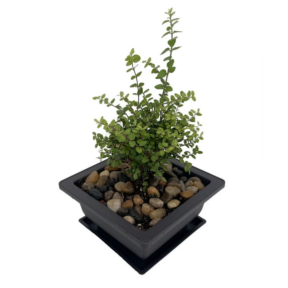 Mini Japanese Golden Privet Bonsai Tree in Square Bonsai Pot with Saucer