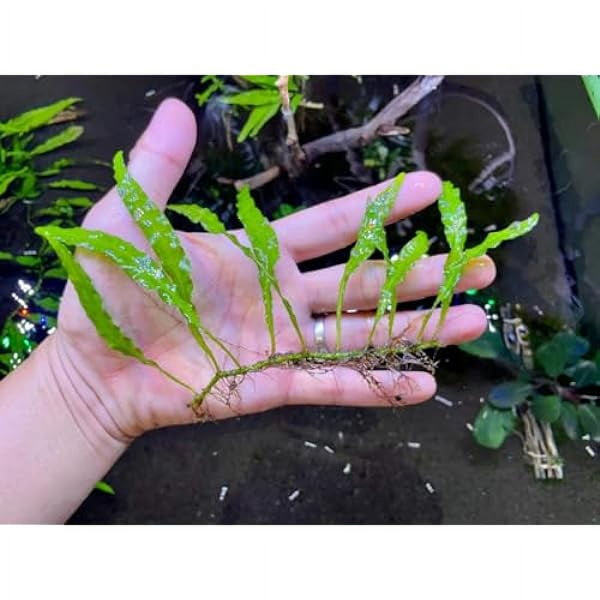 "Mini" Java Fern Rare Live Aquatic Plant Freshwater Aquarium Plant