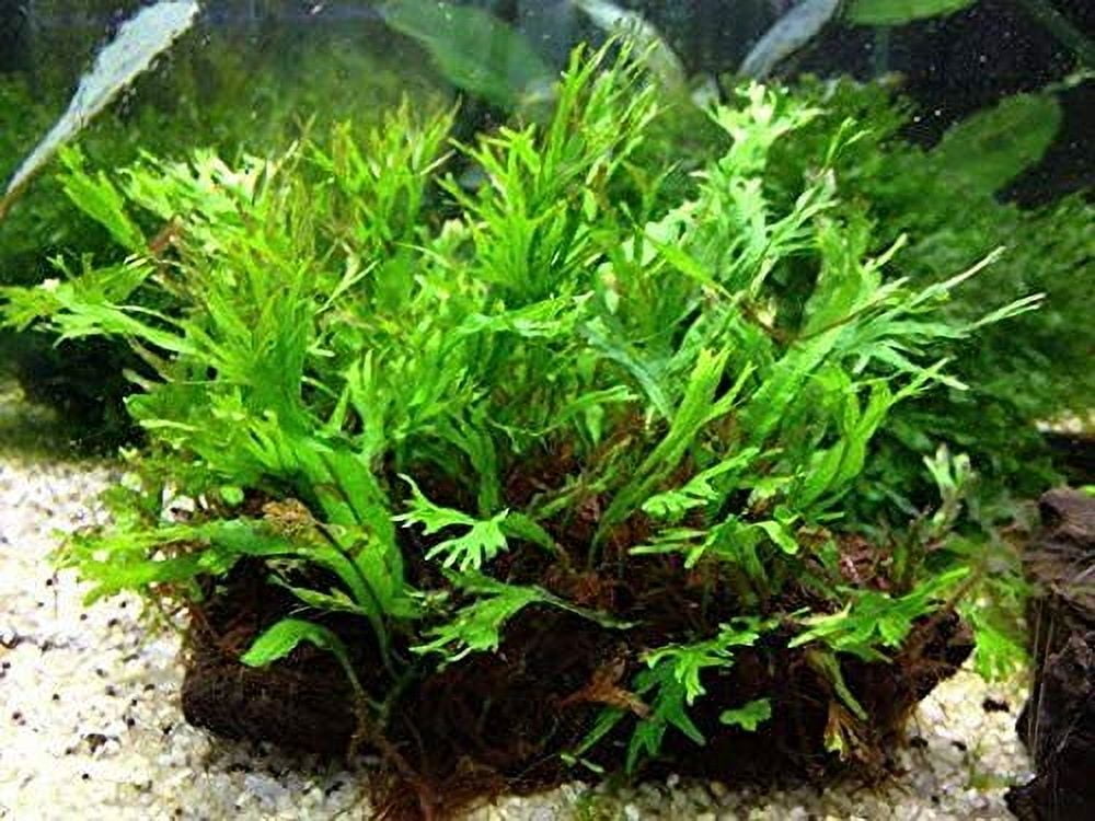 Mini Java Fern Windelov on Driftwood (2-3 Inches) - Walmart.com