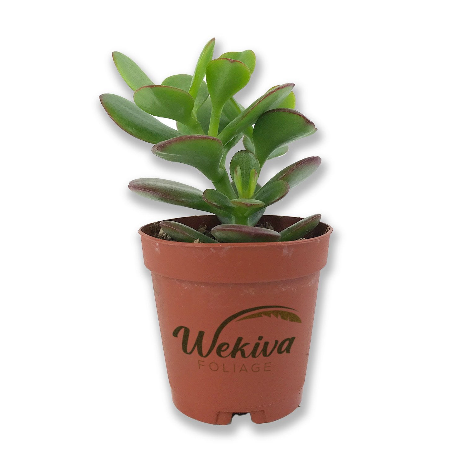 Mini Leaf Jade Plant - Live Starter Plant in a 2 Inch Pot - Portulacaria Afra - Drought Tolerant Indoor Outdoor Succulent Houseplant