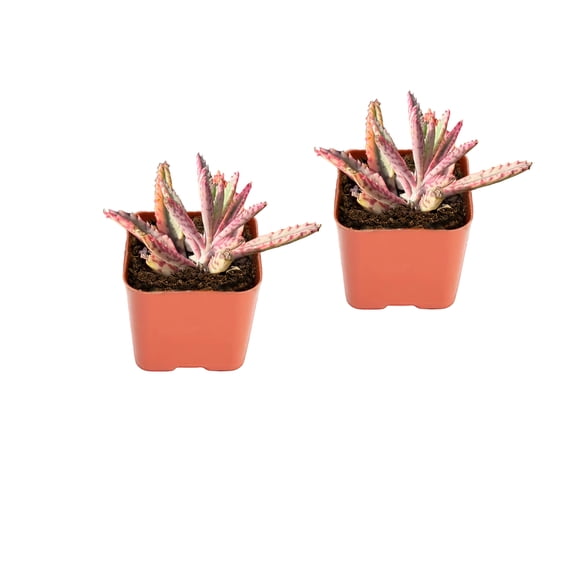 Mini Live Succulent Plant Pink Butterfly Kalanchoe in 2 Inch Pot, Small Potted Mother of Thousands Succulent Plant Live Indoor Houseplant For Home 2pack