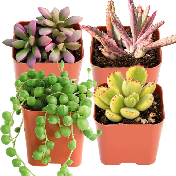 Mini Live Succulents Plant 4pcs- Bear Paws,String of Pearls, Pink Butterfly Kalanchoe And Sunrise Succulent, 2"Potted Indoor Houseplants for Home Decor