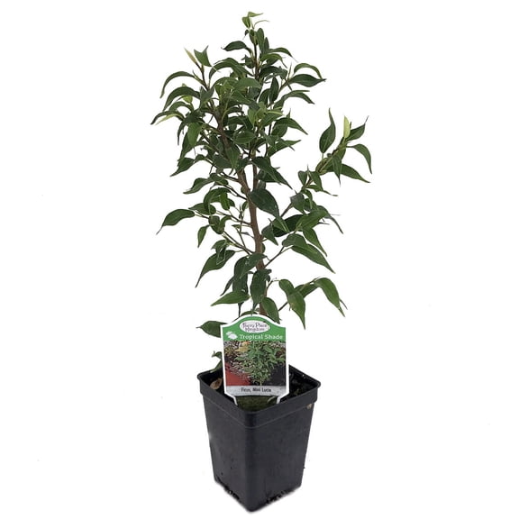 Mini Lucie Weeping Fig Tree - 2.5" Pot - House Plant or Bonsai
