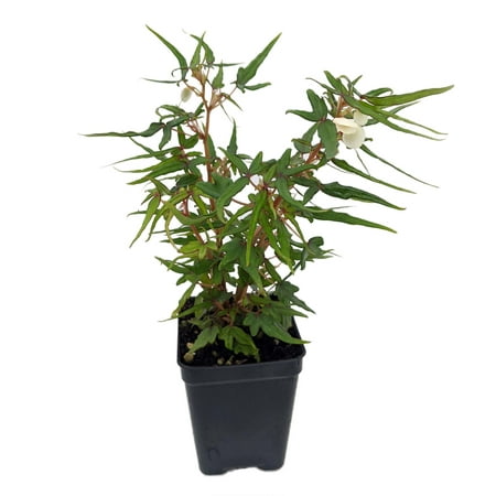 Mini Maple Leaf Begonia Plant - 2.5" Pot - Terrarium/Fairy Garden/House Plant