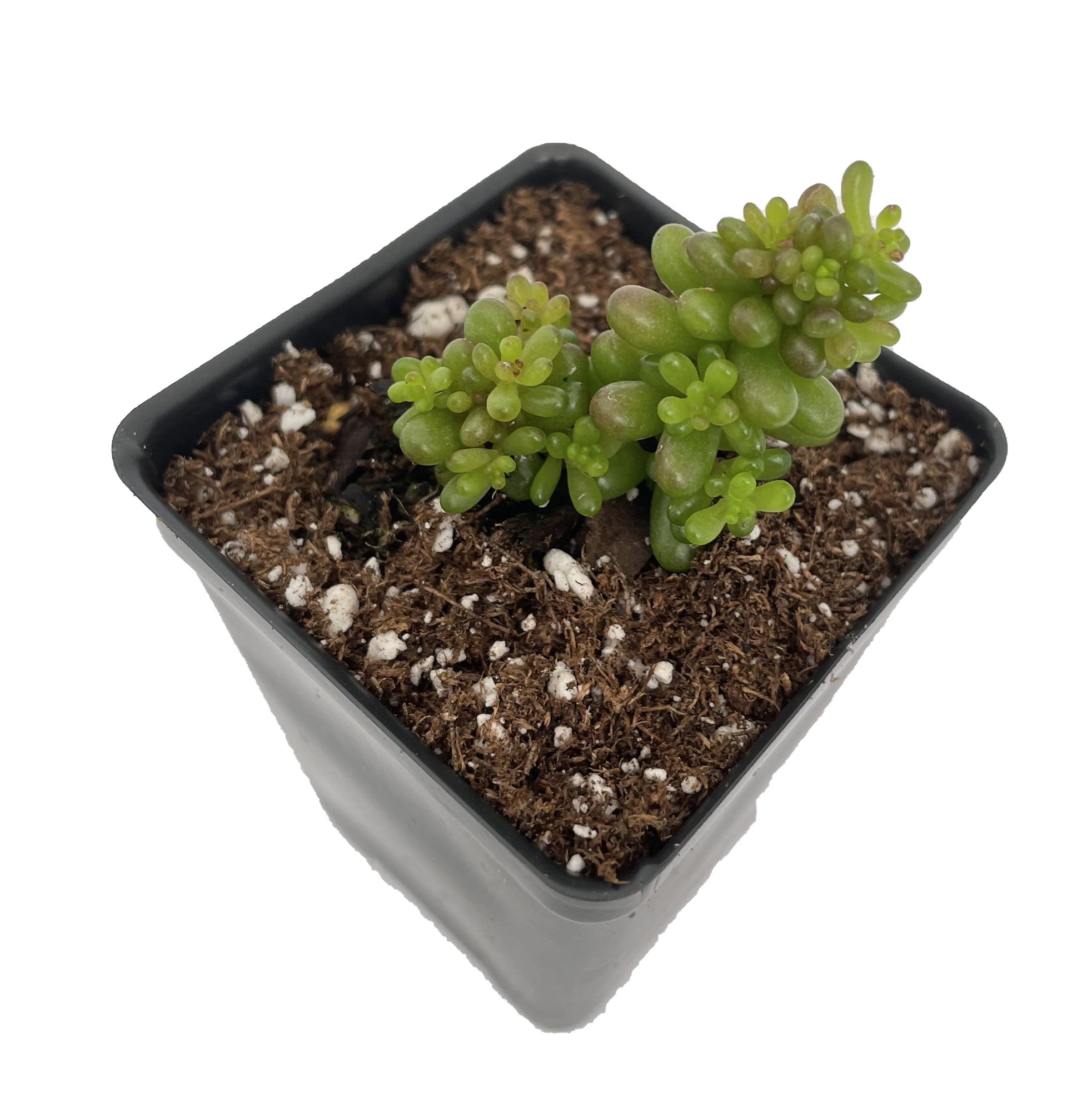 haworthia succulent plant Succulent Gasteria Durban