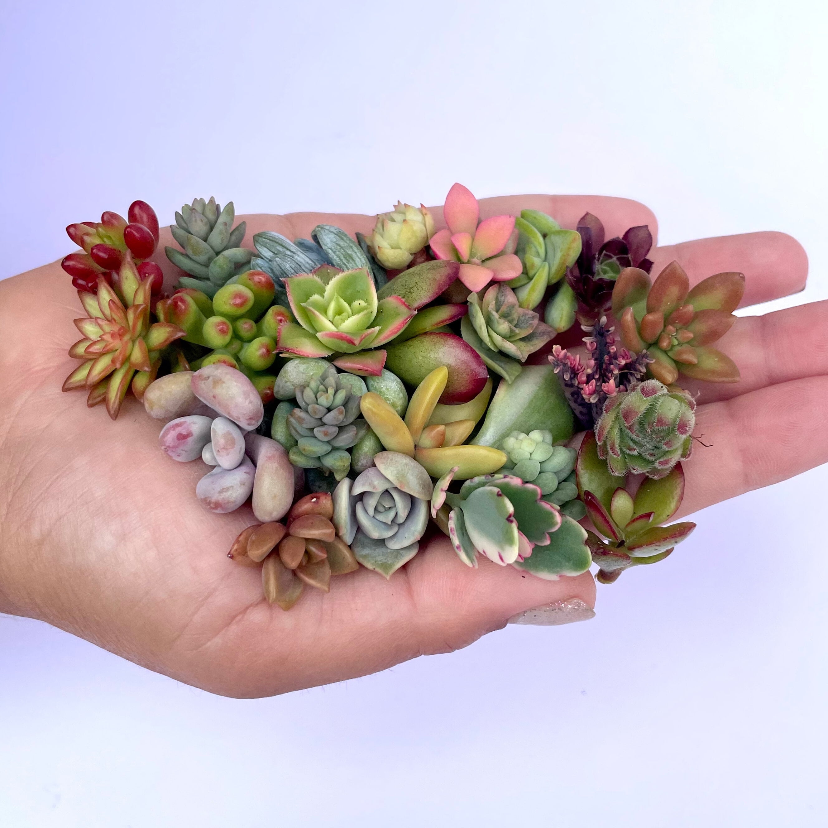 succulents gift box 1 Succulent + 1 Cactus Subscription Box (Growing Kit) main image 1