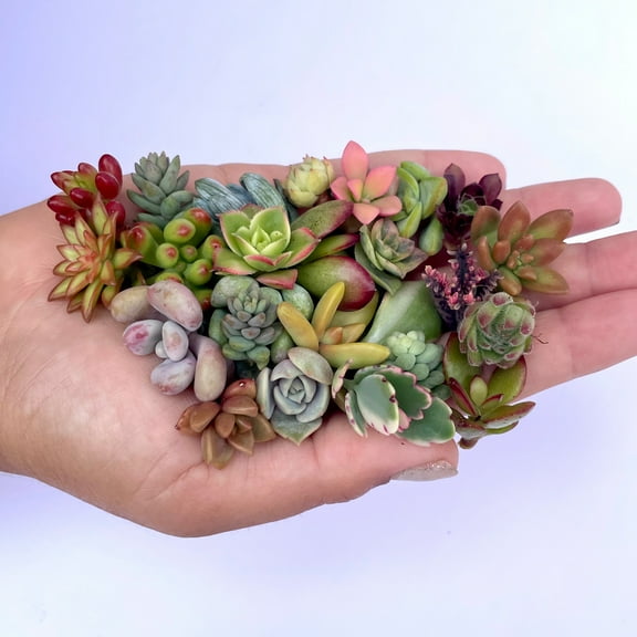 Mini Medley 25 Miniature Live Succulent Clippings