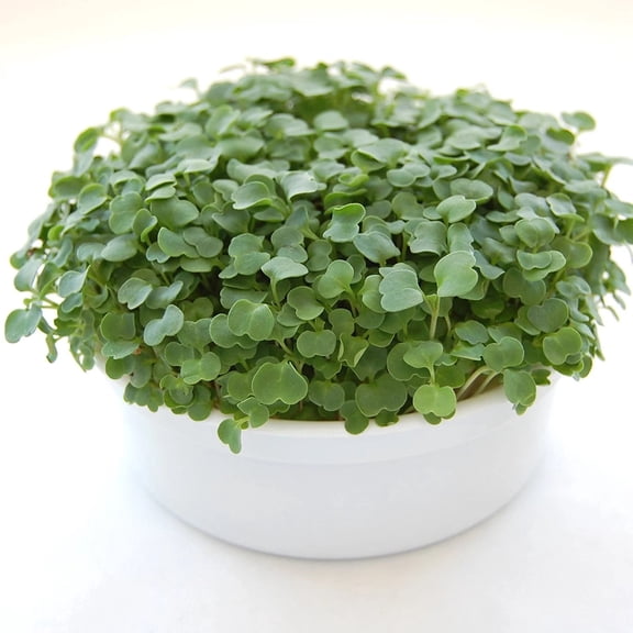 Mini Microgreens Growing Kit,Grow Organic Greens from Kit to Kitchen in Days – Perfect for Indoor Salad, Sandwiches & Healthy Snacks