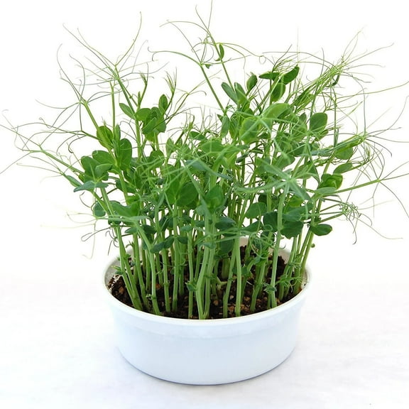 Mini Microgreens Growing Kit,Grow Organic Greens from Kit to Kitchen in Days – Perfect for Indoor Salad, Sandwiches & Healthy Snacks