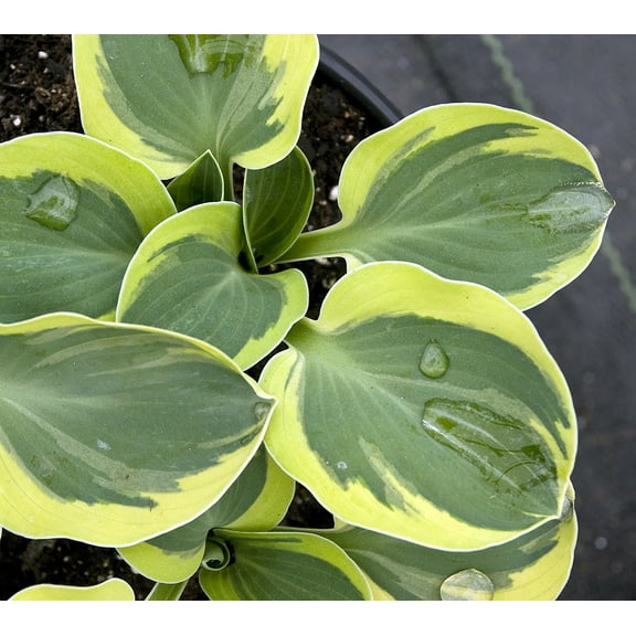 Mini Mighty Mouse Hosta - Dwarf/Fairy Garden - 4" Pot