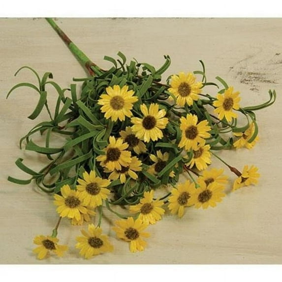 Mini Mountain Daisy Bush, Yellow