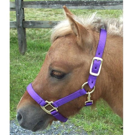 Mini Nylon Miniature Horse Halter, Purple