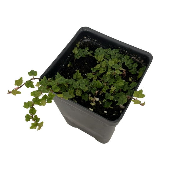 Mini Oakleaf Creeping Fig - Ficus quercifolia -Terrarium/Fairy Garden - 2.5" Pot