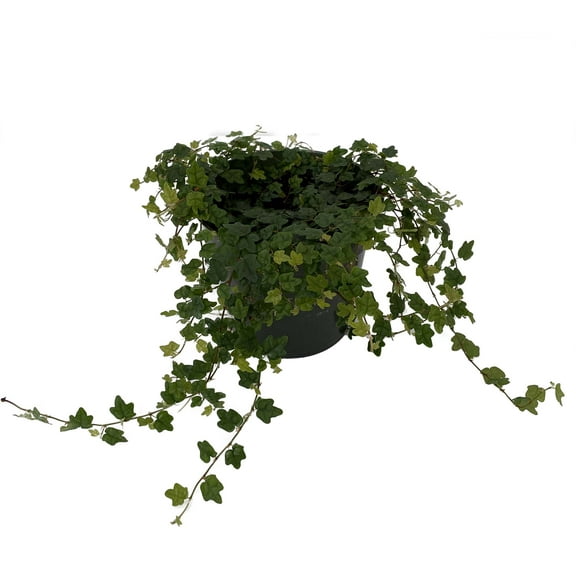Mini Oakleaf Creeping Fig - Terrarium/Topiary/HousePlant/Fairy Garden - 4" Pot