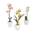 thumbnail image 1 of Mini Orchid in Pot Set of 3, 1 of 2