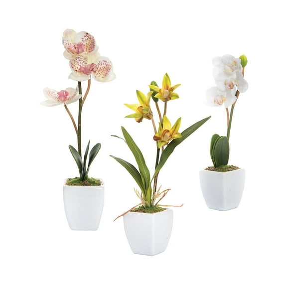 Mini Orchid in Pot Set of 3