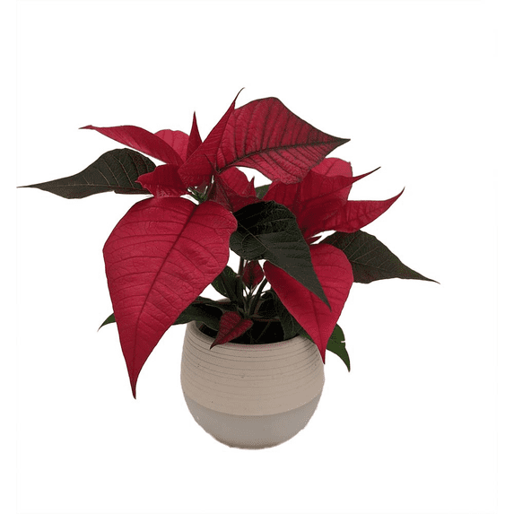 Mini Poinsettia in 3" White Self-Watering Pot - Live Plant
