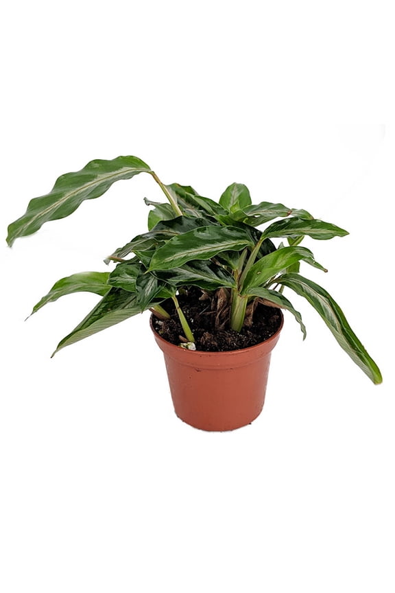 Mini Prayer Plant - Calathea Gay Feather -World's Smallest Prayer Plant-2.5" Pot
