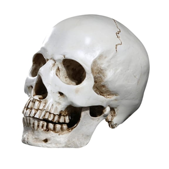 Mini Resin Skull Bones Head Model Skeleton Model Art Home Accessory Model Human Head Replica Skull Mould