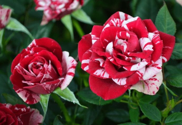 Mini Rose Bush Live Plant for Planting, Mini Rose Bush Ready to Plant 6 ...