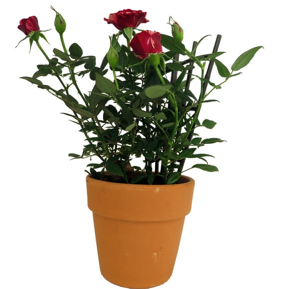 Mini Rose on Trellis -Clay Pot - 4" Pot/Trellis-Great Gift!