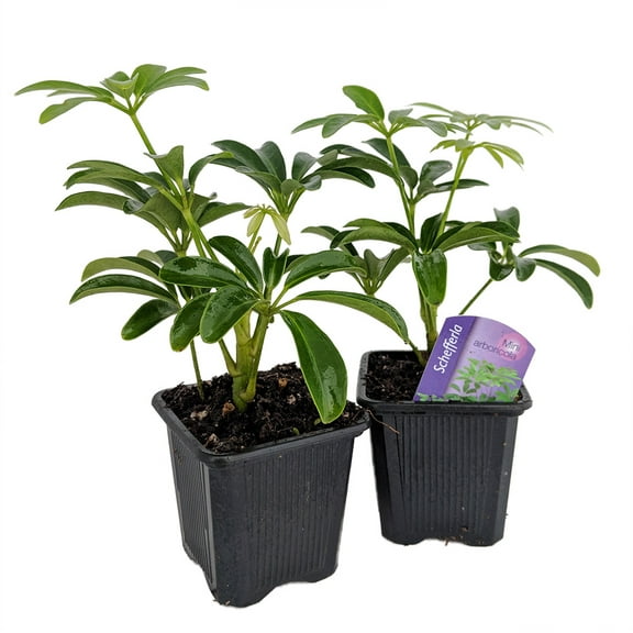 Mini Schefflera arboricola 2 Plants - Dwarf Umbrella Plant - 3" Pots