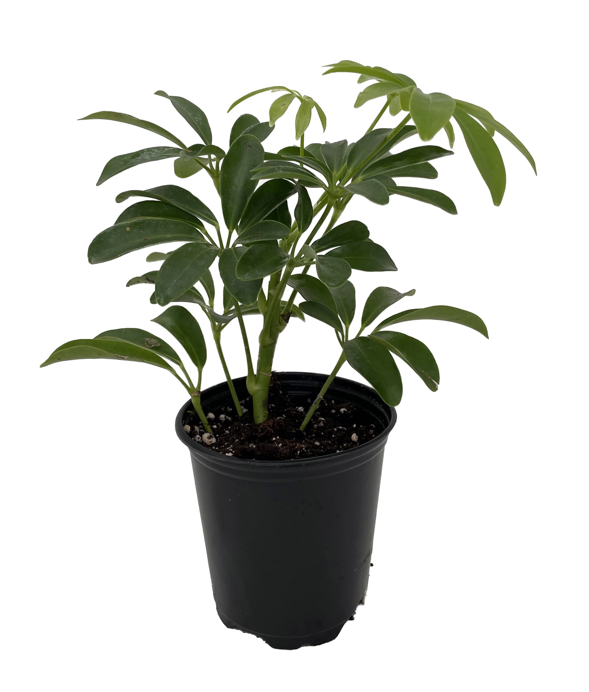 Mini Schefflera arboricola - Dwarf Umbrella Plant - 3.5" Pot - Walmart.com