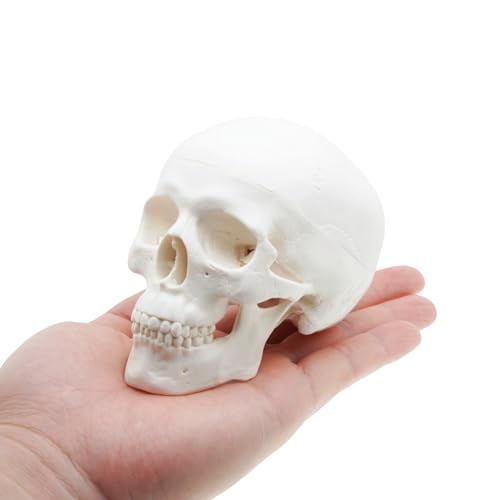 Mini Skull Anatomy Model for Studying - Human Skull Model, Small Plastic Head Bones for Artists Drawing - Anatomy Skull Model$$Home Decor, Kitchen, & Other