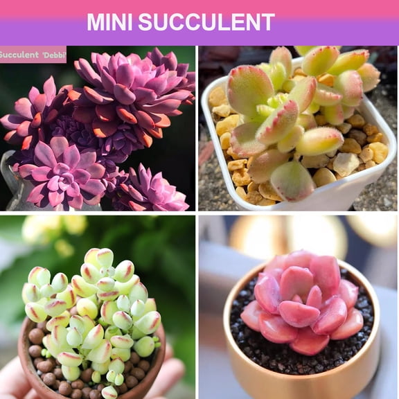 Mini Succulents Plant Live Debbi Style & Cotyledon Pendens Succulent Hanging Plant - Small Indoor Succulent Plants Live 2" Potted Houseplant for Home Decor, Desk &Basket