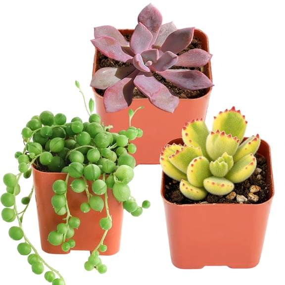 Mini Succulents Plant Live Debbi Style & Cotyledon Pendens Succulent and String of Pearls Style Succulent Hanging Plant - Small Indoor Succulent Plants Live 2" Potted Houseplant for Home Decor