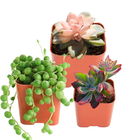 Mini Succulents Plant Live Echeveria Ruby Slippers Unique & String of Pearls Style Succulent in 2" Pot – Echeveria 'Snow Angel' Small Potted succulents plants live , Indoor Lives Houseplants