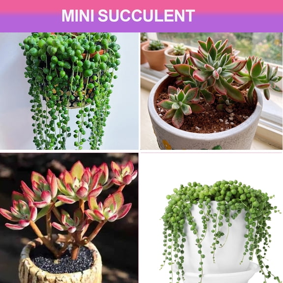 Mini Succulents Plant Live Echeveria Ruby Slippers Unique  & String of Pearls Style Succulent in 2" Pot Small Potted succulents plants live , Indoor Lives  Houseplants,  for Wedding Home Office