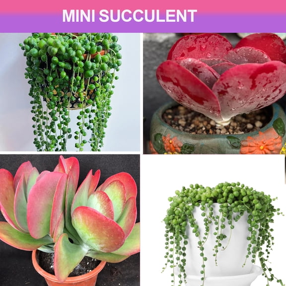 Mini Succulents Plant Live Kalanchoe Thysiflora & String of Pearls Style Succulent in 2" Pot Small Potted succulents plants live , Indoor Lives  Houseplants,  for Wedding Home Office