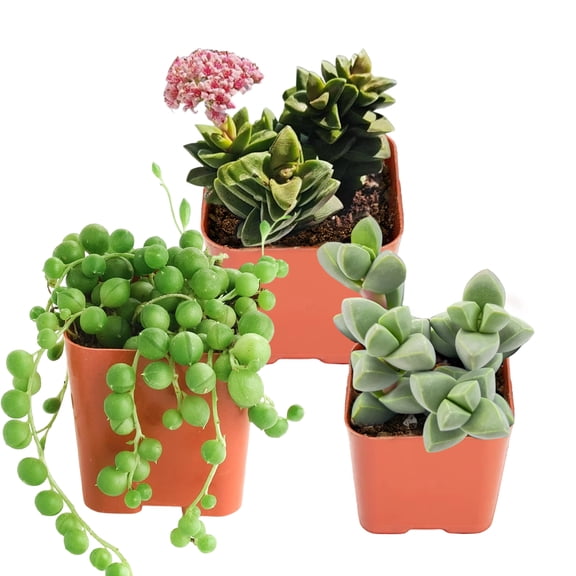 Mini Succulents Plant Live Spring Crassula & String of Pearls And  Antler Begonia Style Succulent in 2" Pot Small Potted succulents plants live for Wedding Home Office