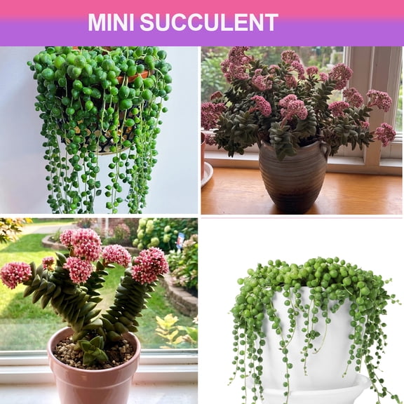 Mini Succulents Plant Live Spring Crassula & String of Pearls Style Succulent in 2" Pot Small Potted succulents plants live , Indoor Lives Houseplants, for Wedding Home Office