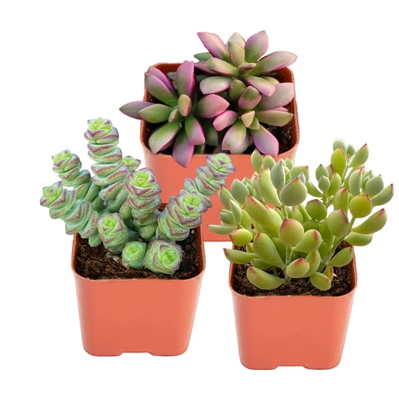 Mini Succulents Plant Live Sunrise & Cotyledon Pendens Succulent Hanging Plant And String of Buttons Succulents - Small Indoor Succulent Plants Live 2" Potted Houseplant for Basket