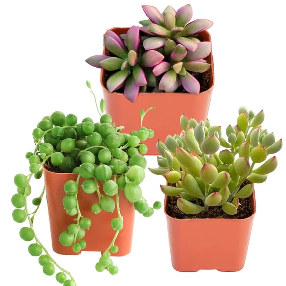 Mini Succulents Plant Live Sunrise & Cotyledon Pendens Succulent & String of Pearls Hanging Plant - Small Indoor Succulent Plants Live 2" Potted Houseplant for Home Decor, Desk &Basket