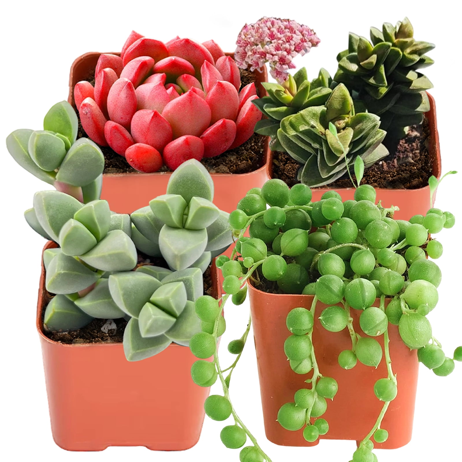 Mini Succulents Plant Live in 2" Pot 4pcs- Spring Crassula Antler ...