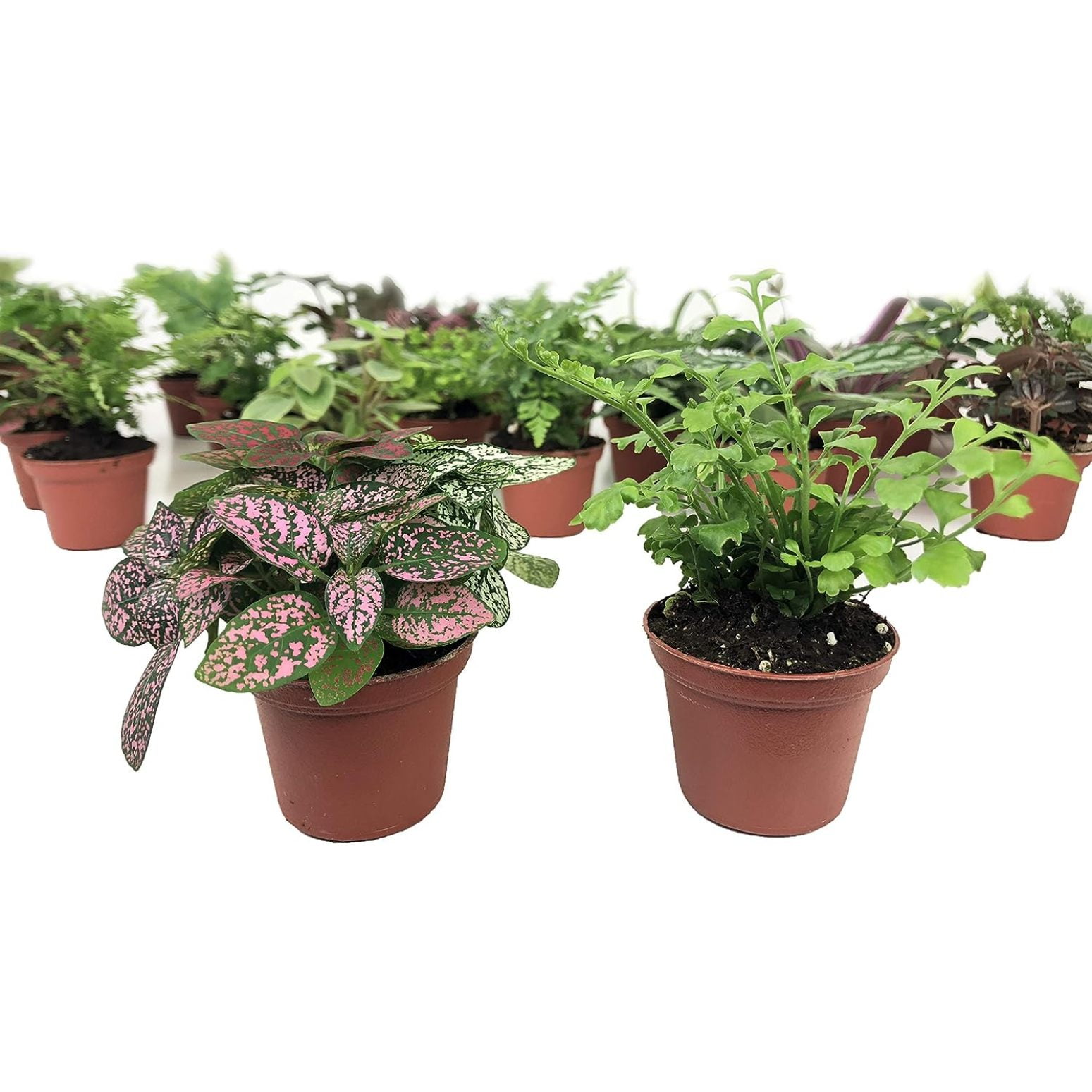 Mini Terrarium Plants (2 Plants) Fairy Garden Plants (Assorted