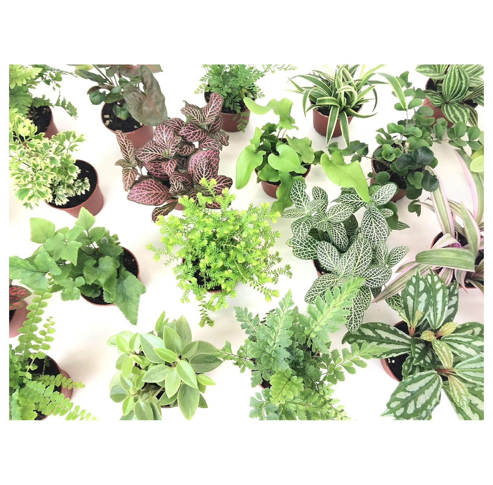 Assorted Mini Terrarium Plants in 2" Pots, Set of 6