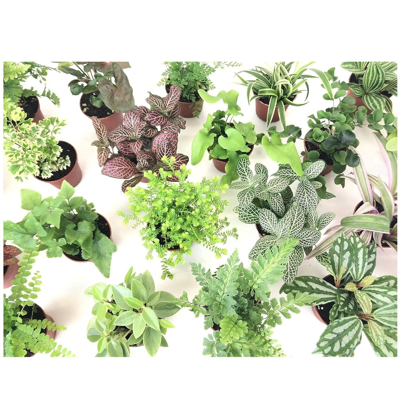 Mini Terrarium Plants (6 Plants) (2" Pots) Fairy Garden Plants Assorted