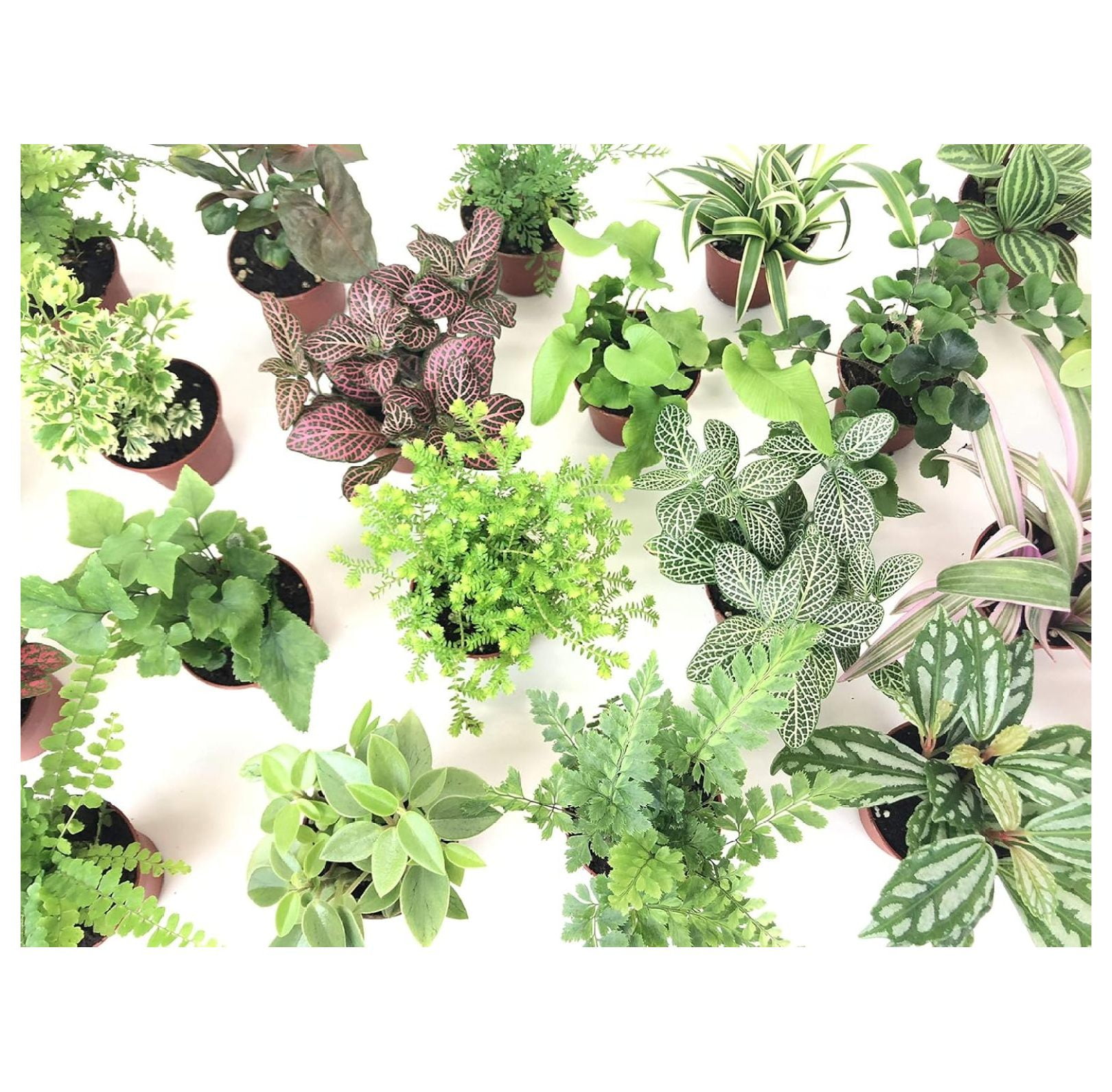 Assorted Mini Terrarium Plants in 2" Pots, Set of 6