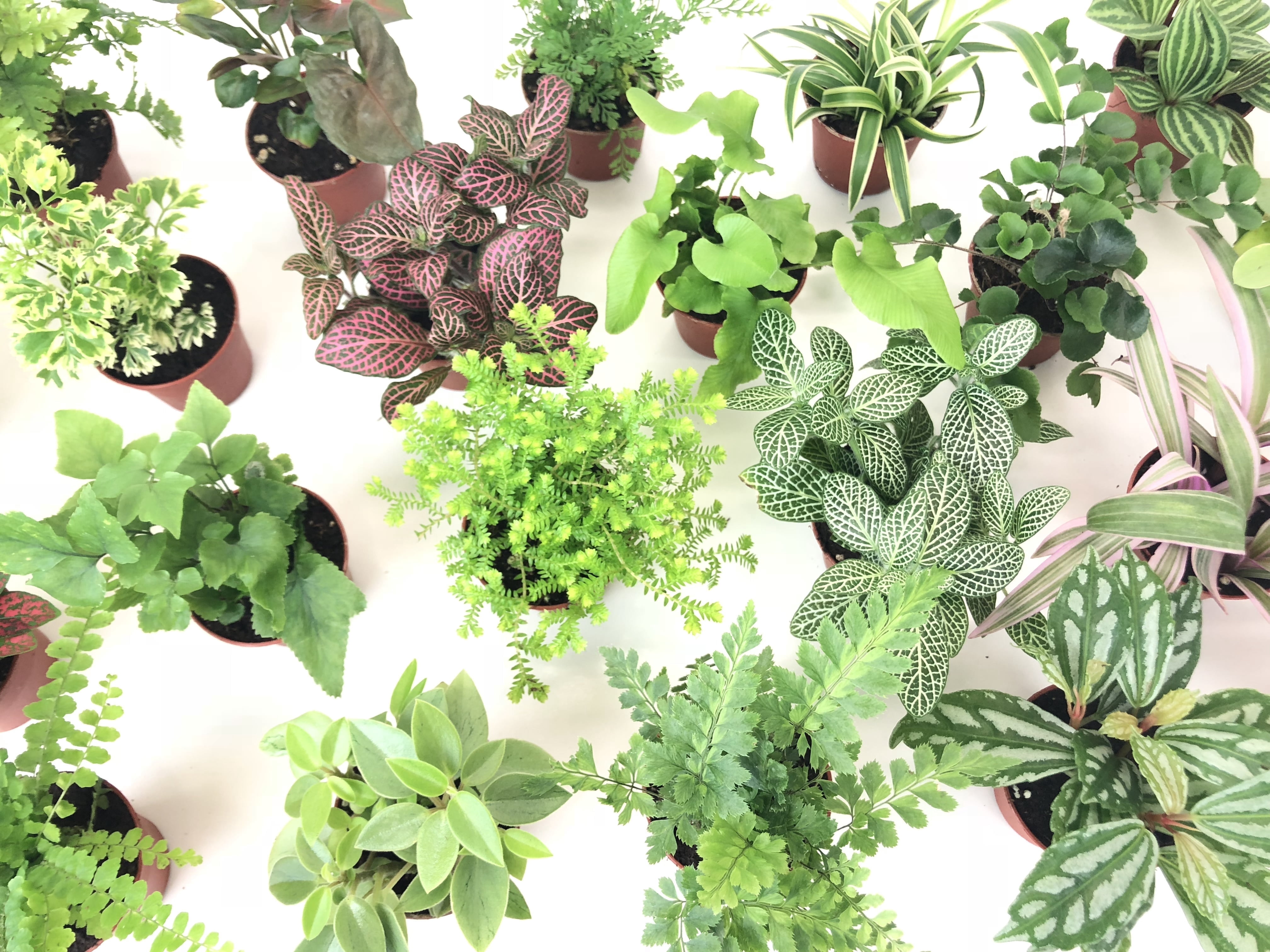 Mini Terrarium Plants (6 Plants) (2" Pots) Fairy Garden Plants Assorted Varieties
