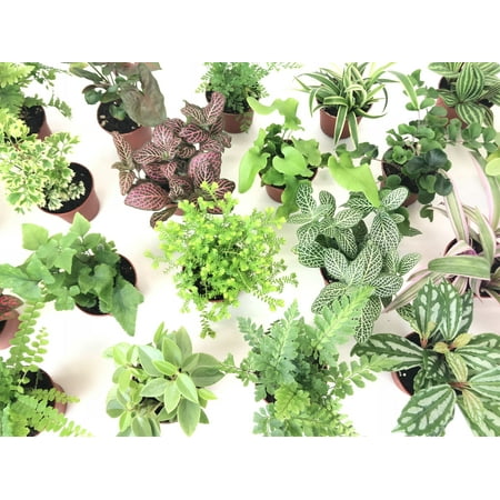 Mini Terrarium Plants (6 Plants) (2" Pots) Fairy Garden Plants Assorted Varieties