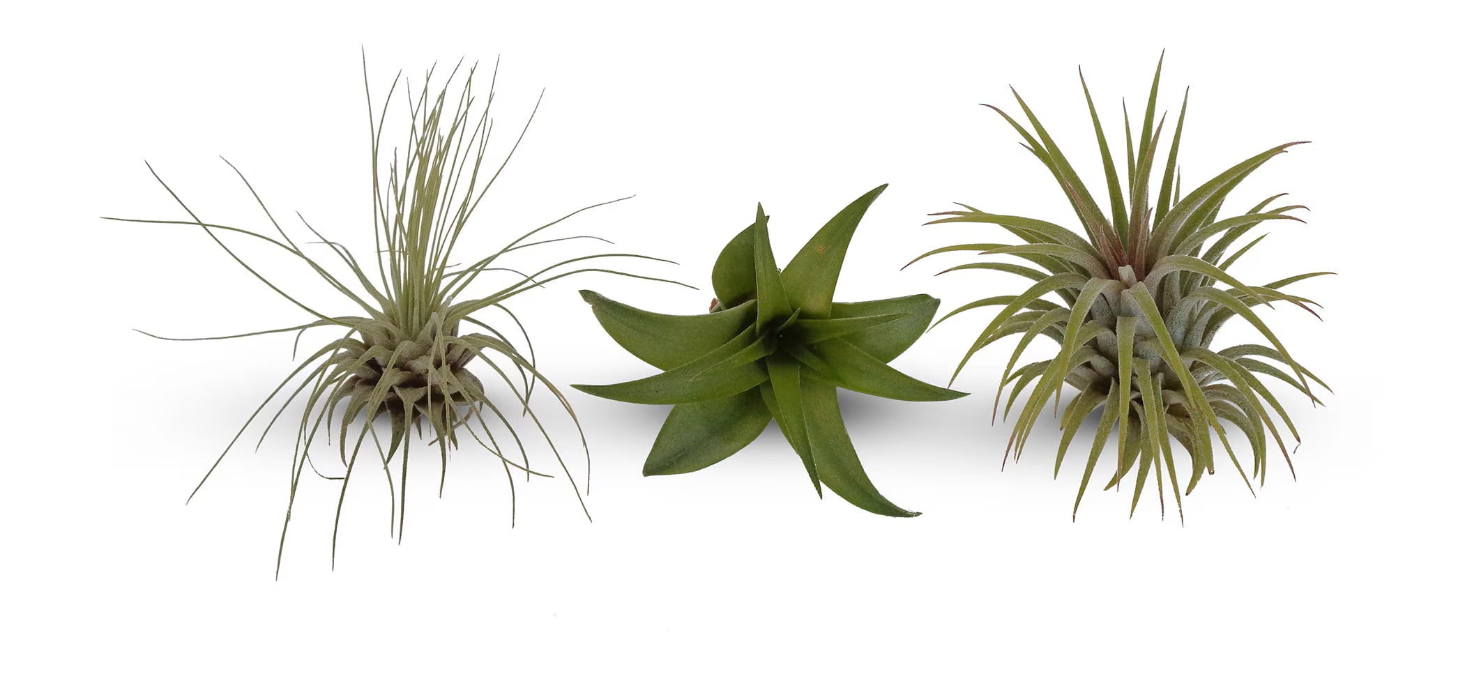 Air Plant City