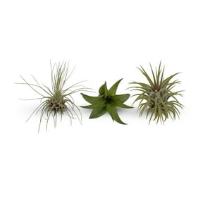 Mini Tillandsia Assortment 3 Pack Air Plants