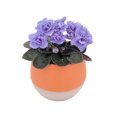 thumbnail image 1 of Miniature African Violet in 3" Orange Self-Watering Pot, 1 of 2