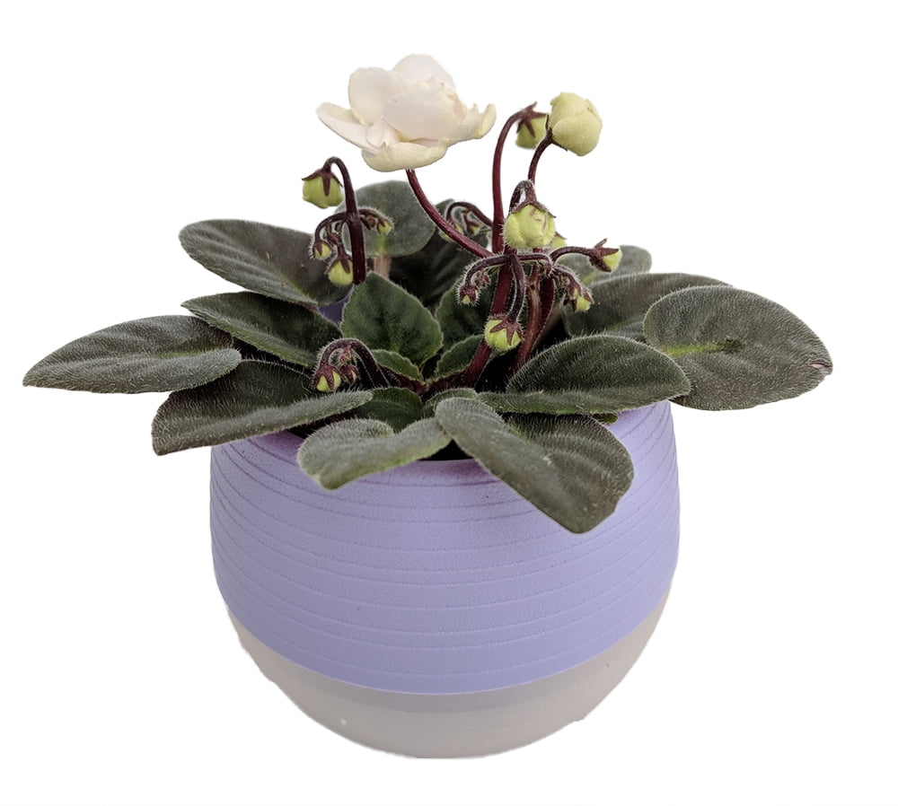 I bought a cheap self-watering pot to try. Is my episcia still too small  for this pot? : r/AfricanViolets