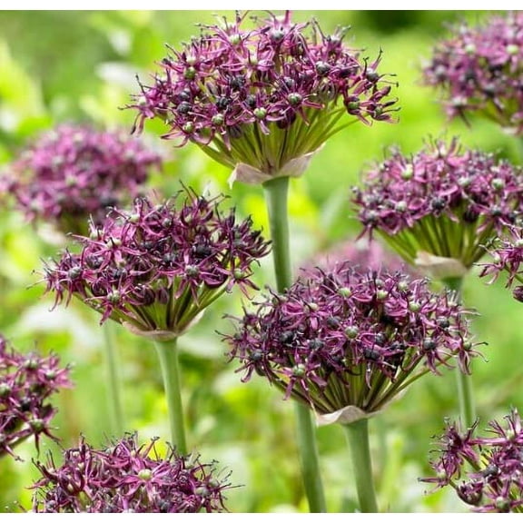 Miniature Allium Bulbs for Planting - Easy to Grow, Great for Garden or Container - Allium Atropurpureum (20 Bulbs)